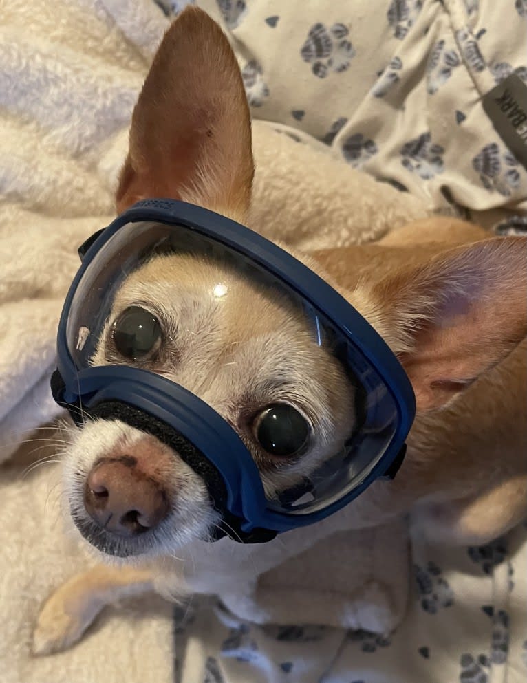 Rylie, a Chihuahua tested with EmbarkVet.com