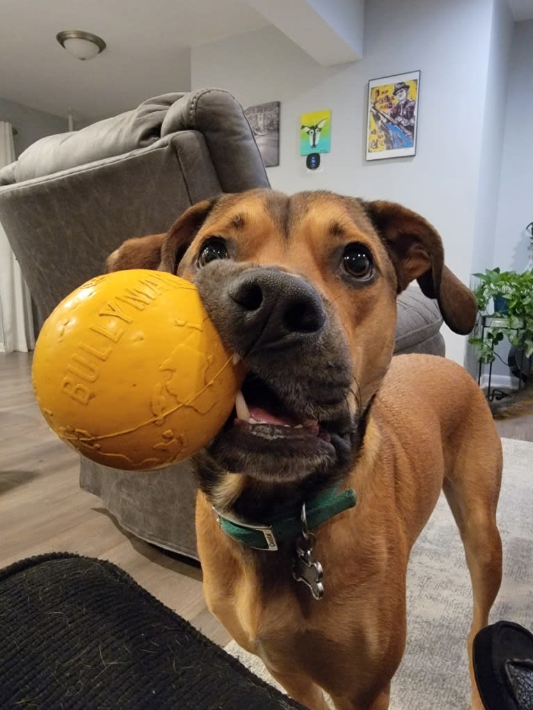 Jordi, an American Pit Bull Terrier and Treeing Walker Coonhound mix tested with EmbarkVet.com