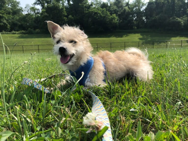 Guinefort, a Russell-type Terrier and American Eskimo Dog mix tested with EmbarkVet.com