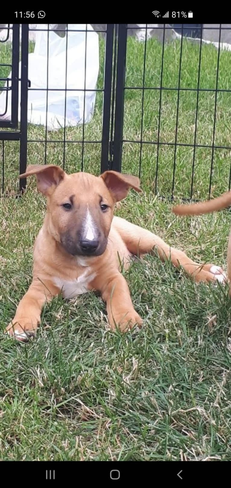 Chester, a Bull Terrier tested with EmbarkVet.com