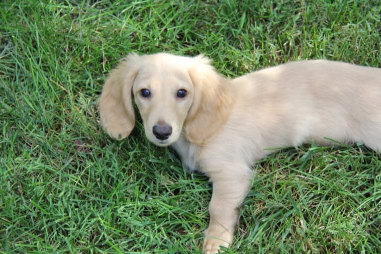 Oliver (Ollie) von Frederick, a Dachshund tested with EmbarkVet.com