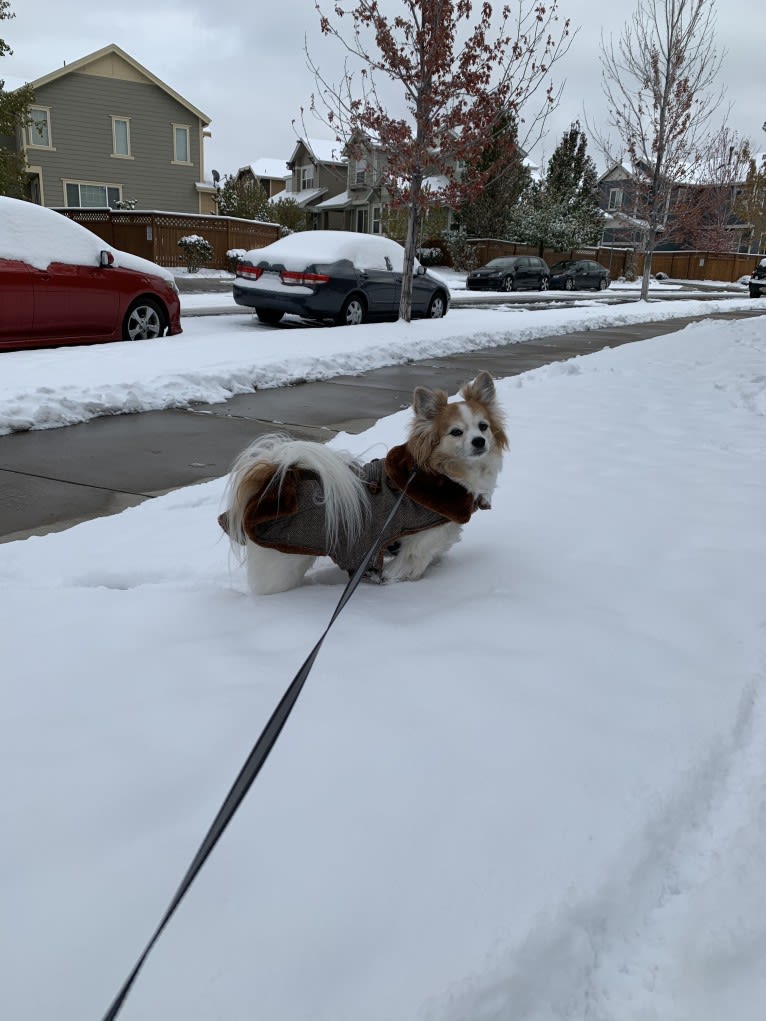 Ziggy, a Papillon and Maltese mix tested with EmbarkVet.com