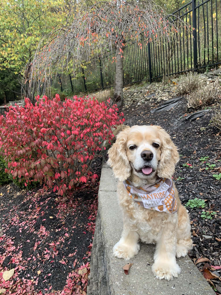 Daisy, a Cocker Spaniel tested with EmbarkVet.com