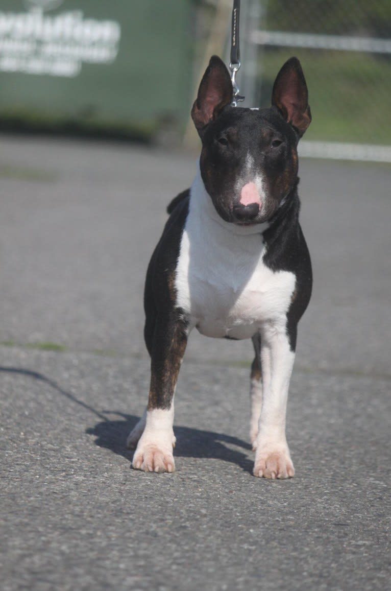 Bacon, a Miniature Bull Terrier tested with EmbarkVet.com