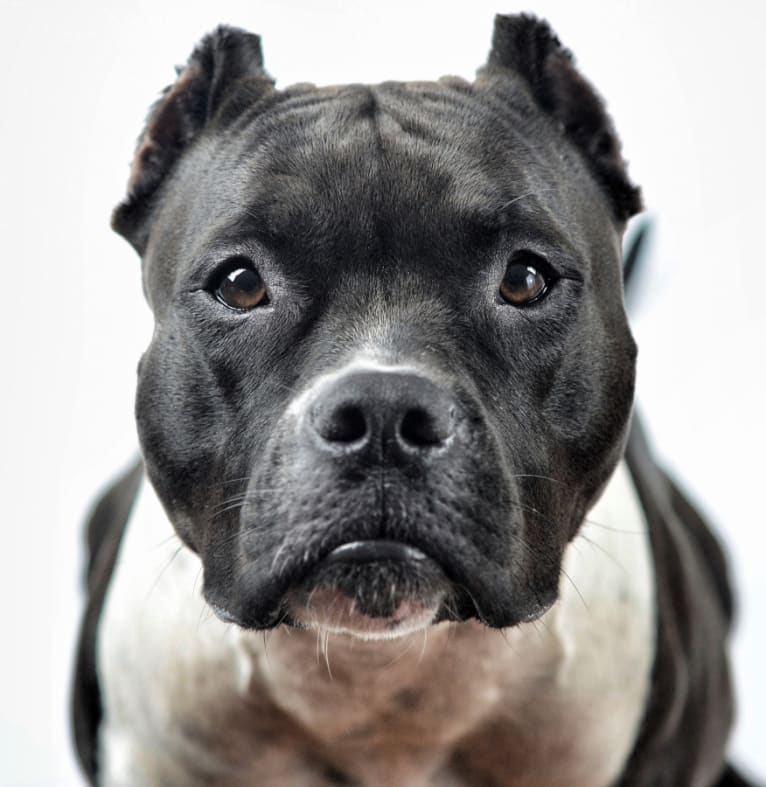 Mila of Troy, a Staffordshire Terrier and Bulldog mix tested with EmbarkVet.com
