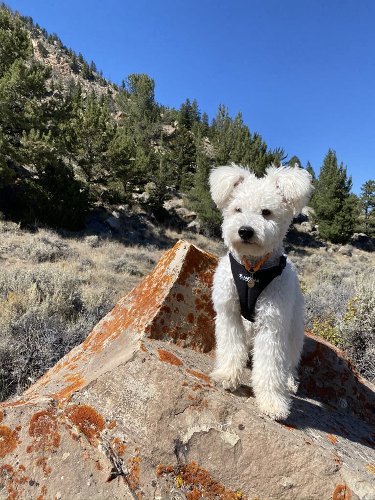 POST Jurgen "Jurgen", a Pumi tested with EmbarkVet.com