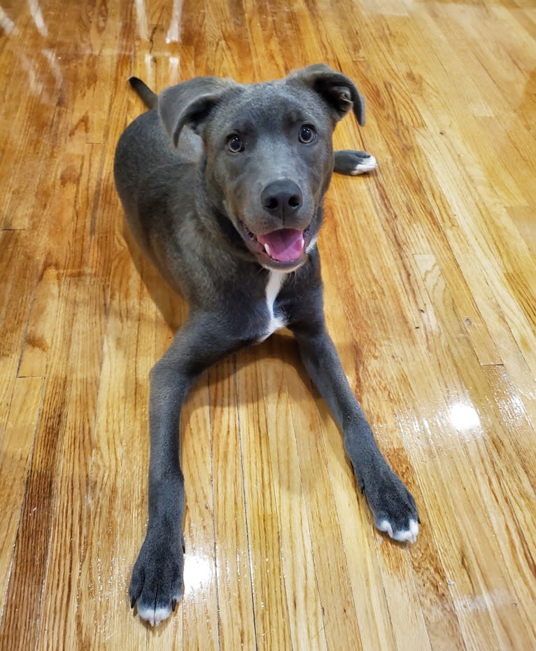 Jaxon, an American Pit Bull Terrier and Chow Chow mix tested with EmbarkVet.com