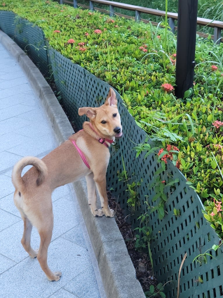 Photo of Sydney, a Hong Kong Village Dog  in Hong Kong
