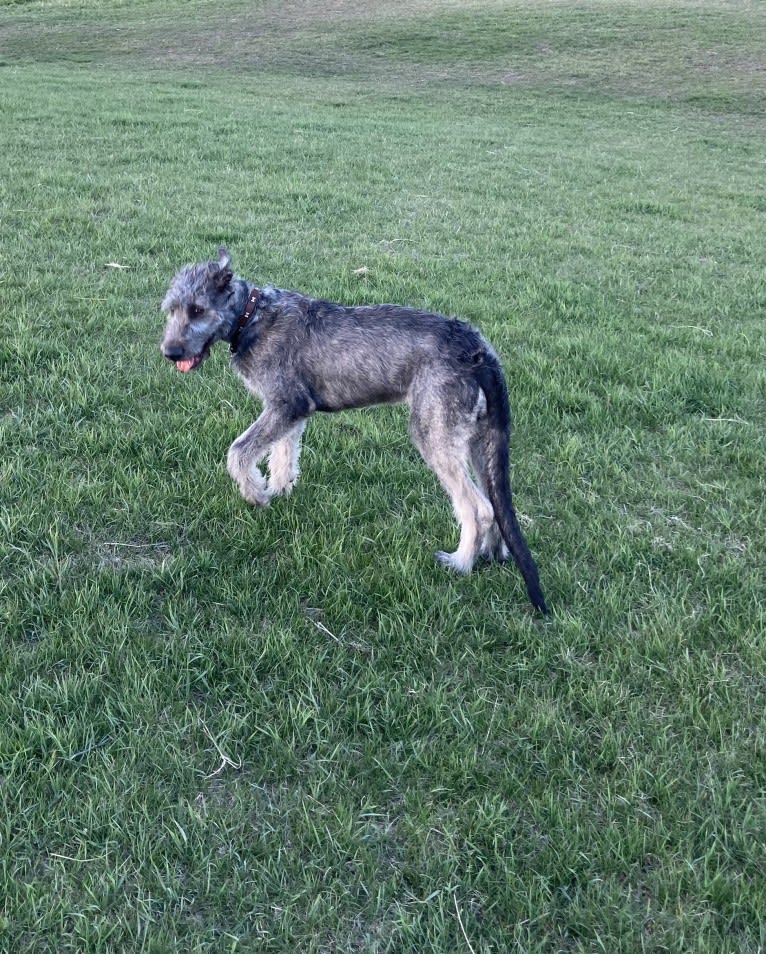PRAIRIE HIGHLAND HM GONE ROGUE (Rogue), an Irish Wolfhound tested with EmbarkVet.com