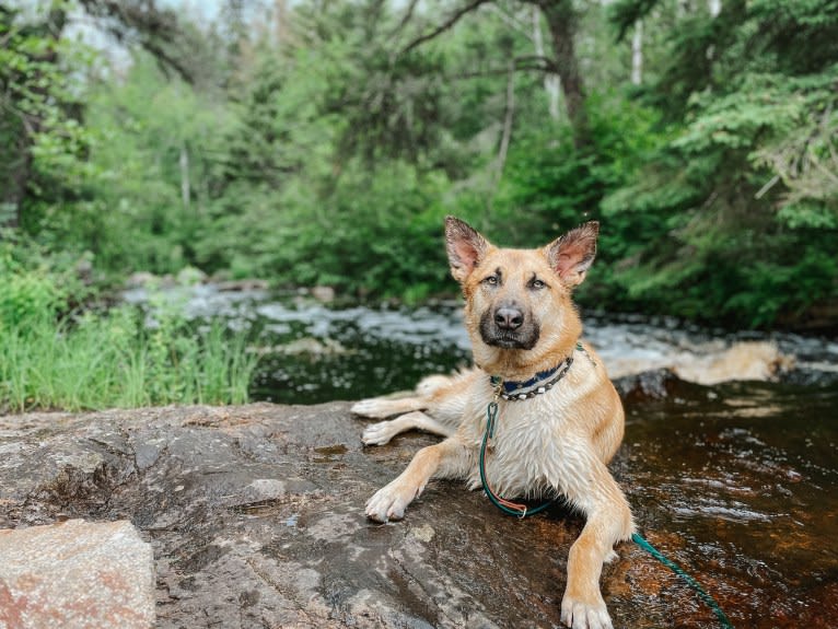 Enzo, a Siberian Husky and German Shepherd Dog mix tested with EmbarkVet.com