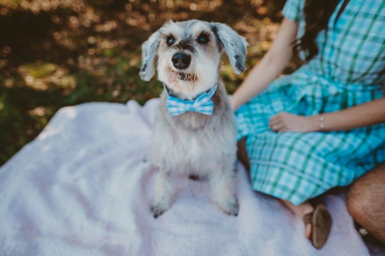 Lanier, a Miniature Schnauzer tested with EmbarkVet.com