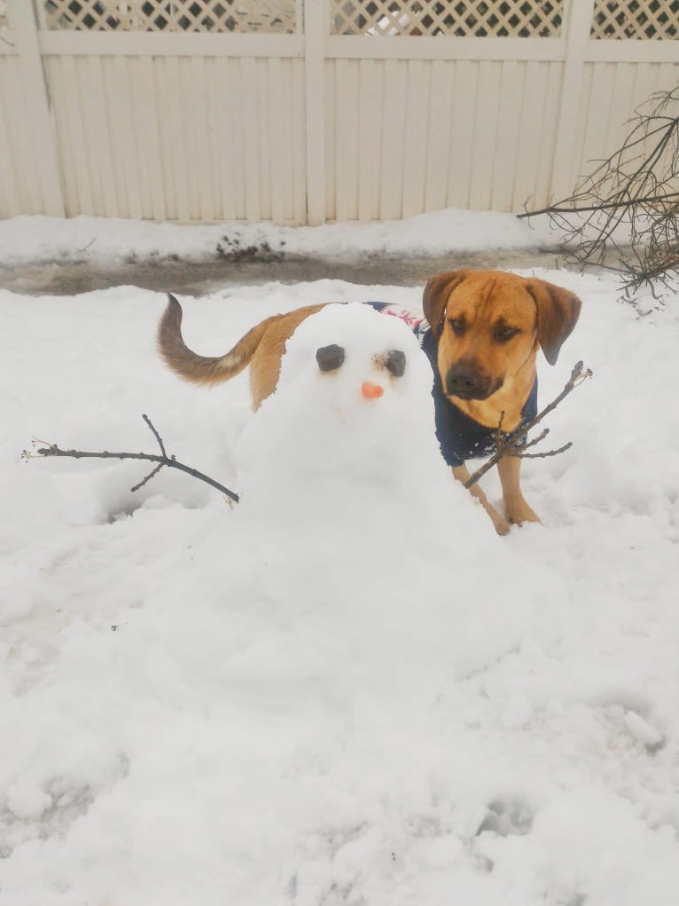 Cody, a Basset Hound and Australian Cattle Dog mix tested with EmbarkVet.com