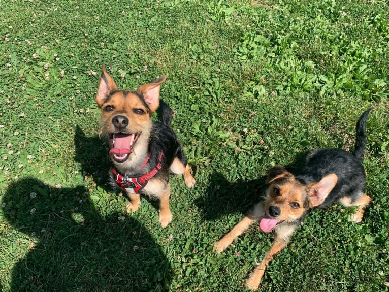 Enzo, a Yorkshire Terrier and Labrador Retriever mix tested with EmbarkVet.com