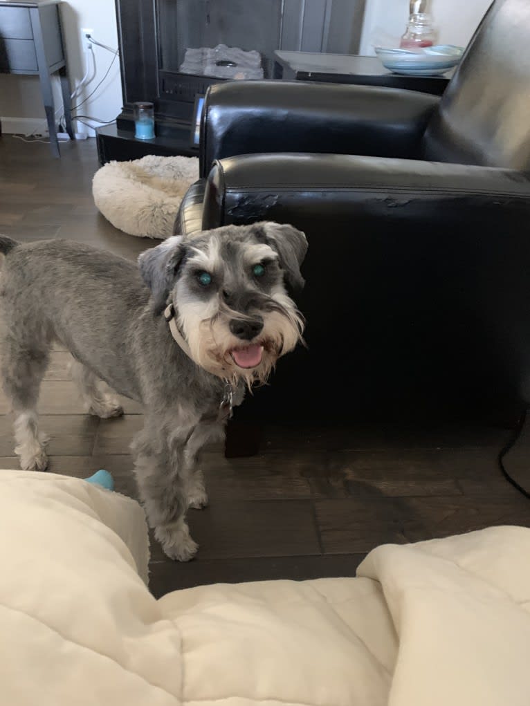 Max, a Miniature Schnauzer tested with EmbarkVet.com