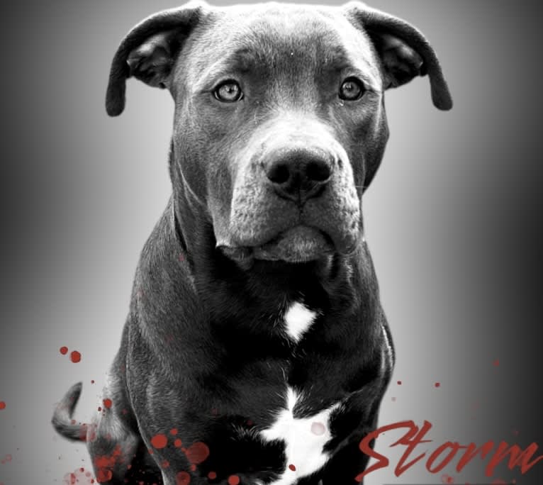 Storm, an American Bully tested with EmbarkVet.com