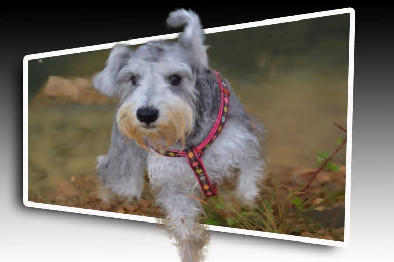 SPARTA, a Miniature Schnauzer tested with EmbarkVet.com