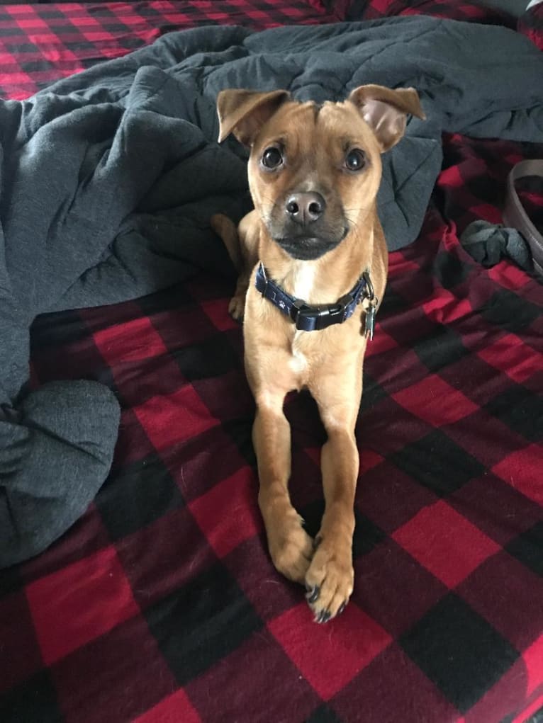 Jacob, a Russell-type Terrier and Pug mix tested with EmbarkVet.com