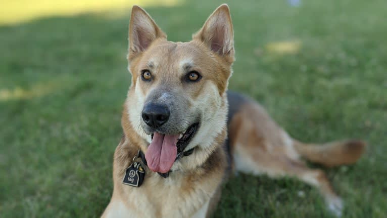 Loki, a German Shepherd Dog and Siberian Husky mix tested with EmbarkVet.com