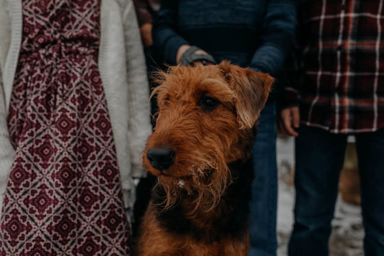 Joy, an Airedale Terrier tested with EmbarkVet.com
