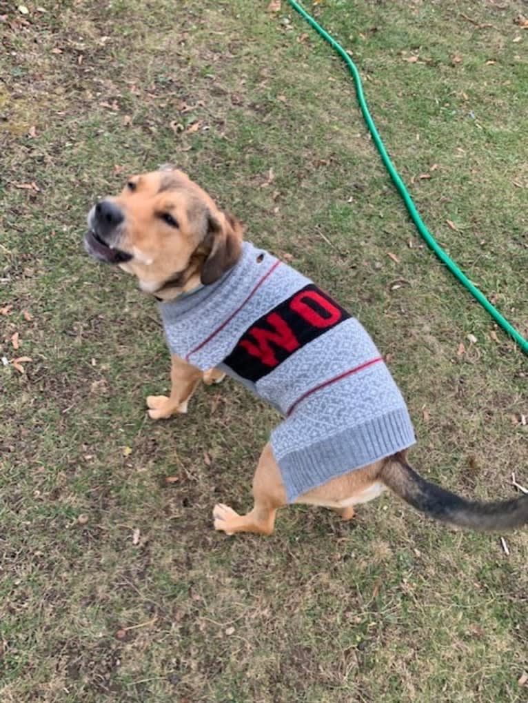 Pretzel, a Beagle and Golden Retriever mix tested with EmbarkVet.com