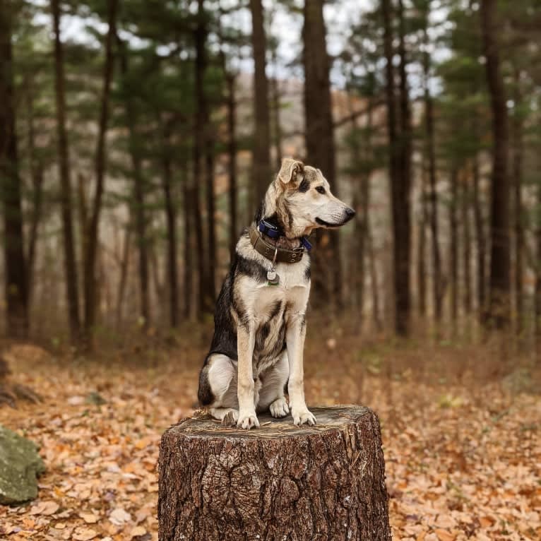 Finn, an Alaskan Malamute and Beagle mix tested with EmbarkVet.com