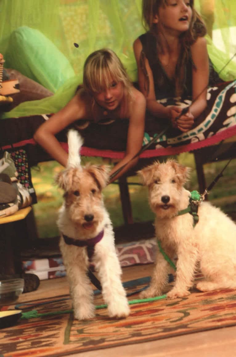 Paumalu Stretchy Stretch, a Wire Fox Terrier tested with EmbarkVet.com