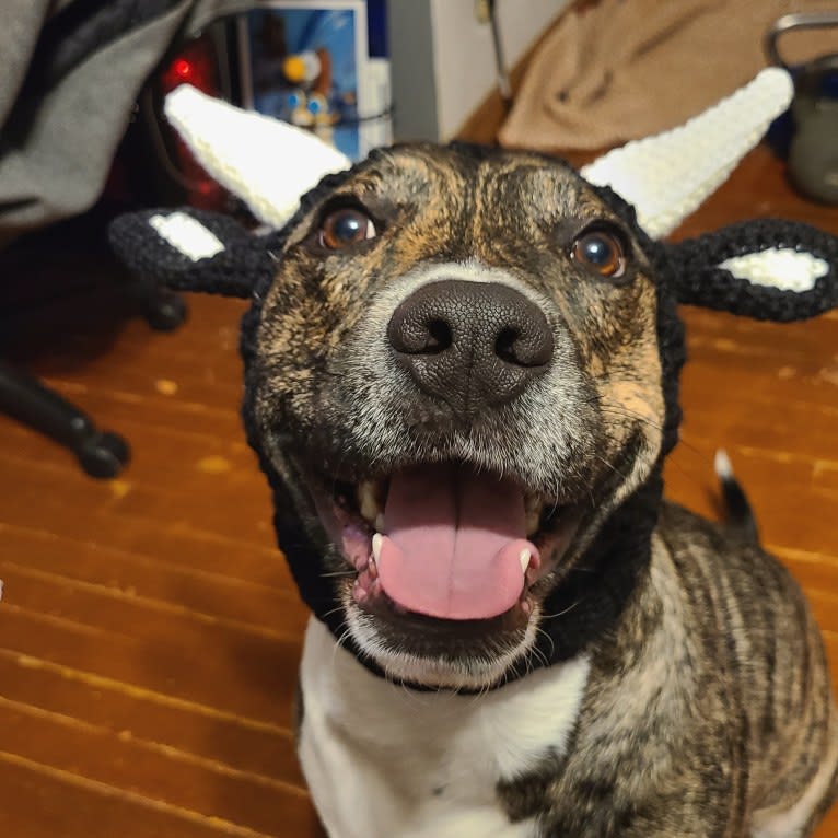 Latke, an American Pit Bull Terrier and Australian Cattle Dog mix tested with EmbarkVet.com