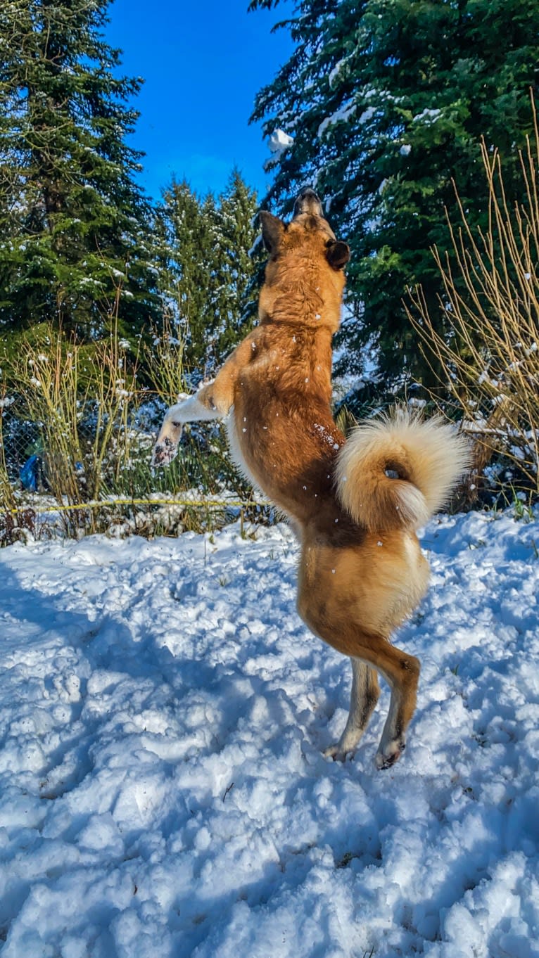 Anouk, a Yakutian Laika and Akita Inu mix tested with EmbarkVet.com