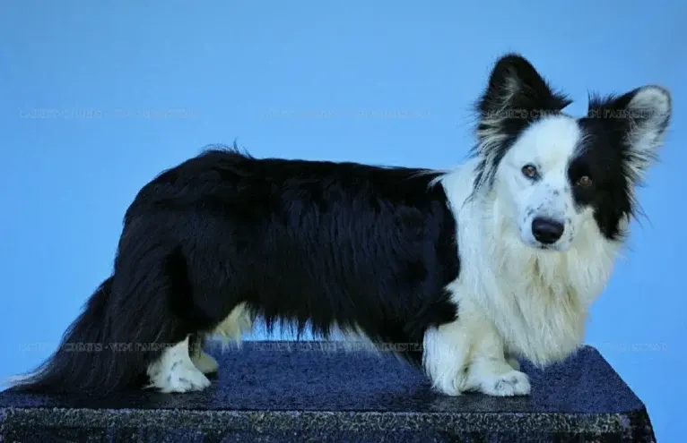 Major Point Jack Classic Clancy, a Cardigan Welsh Corgi tested with EmbarkVet.com