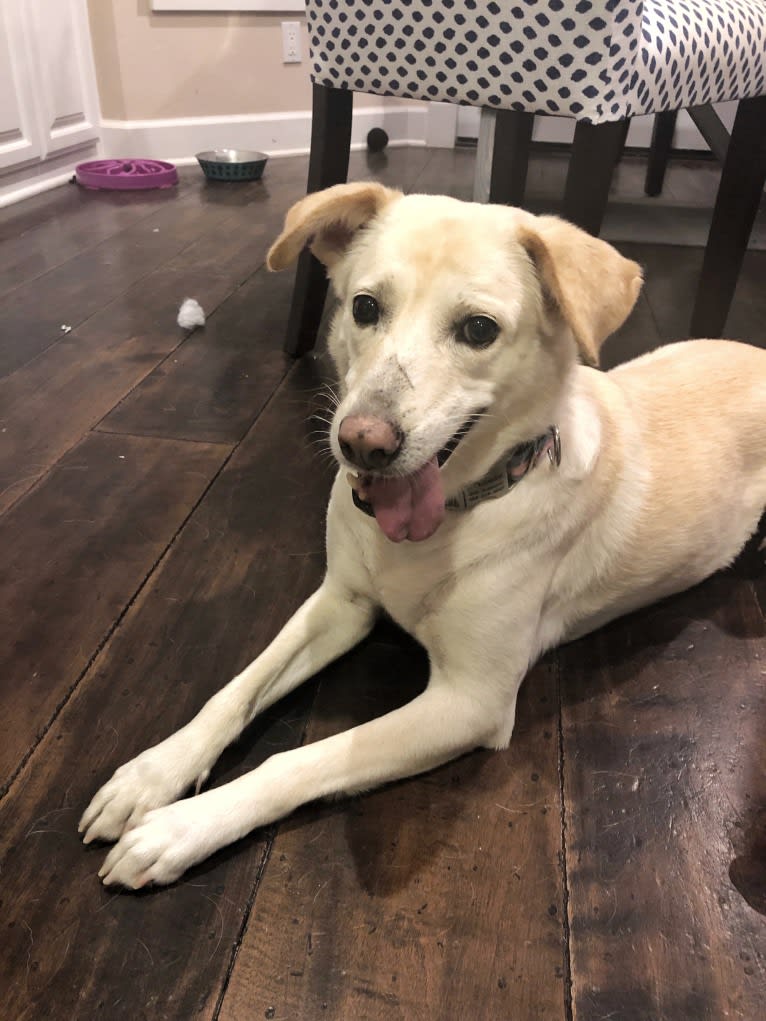 Winnie, a Southeast Asian Village Dog and Labrador Retriever mix tested with EmbarkVet.com