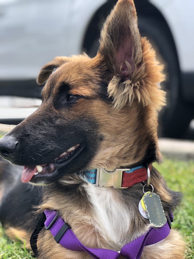 Lobo, a German Shepherd Dog and Siberian Husky mix tested with EmbarkVet.com