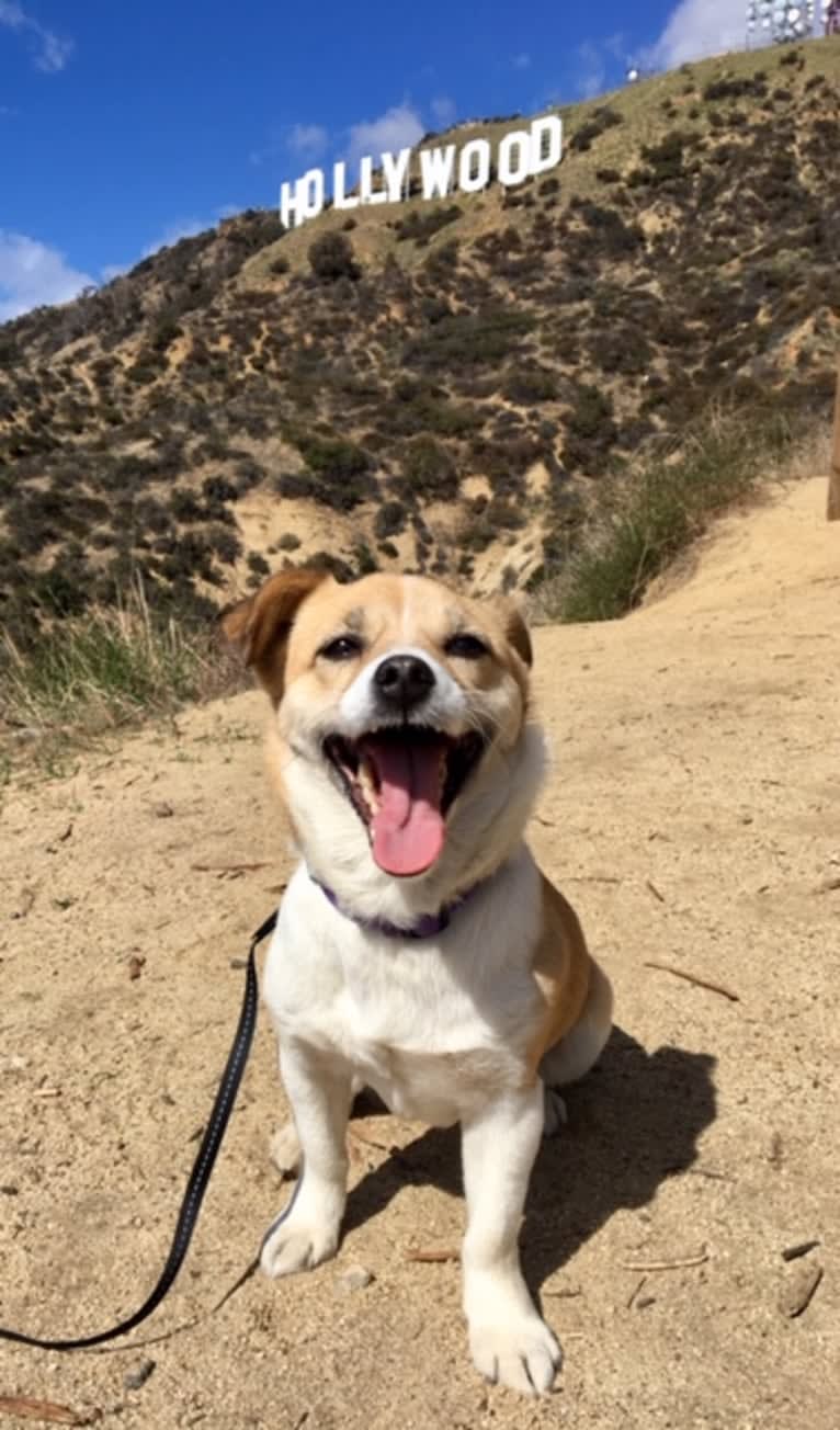 Gobi, a Chinese Village Dog tested with EmbarkVet.com