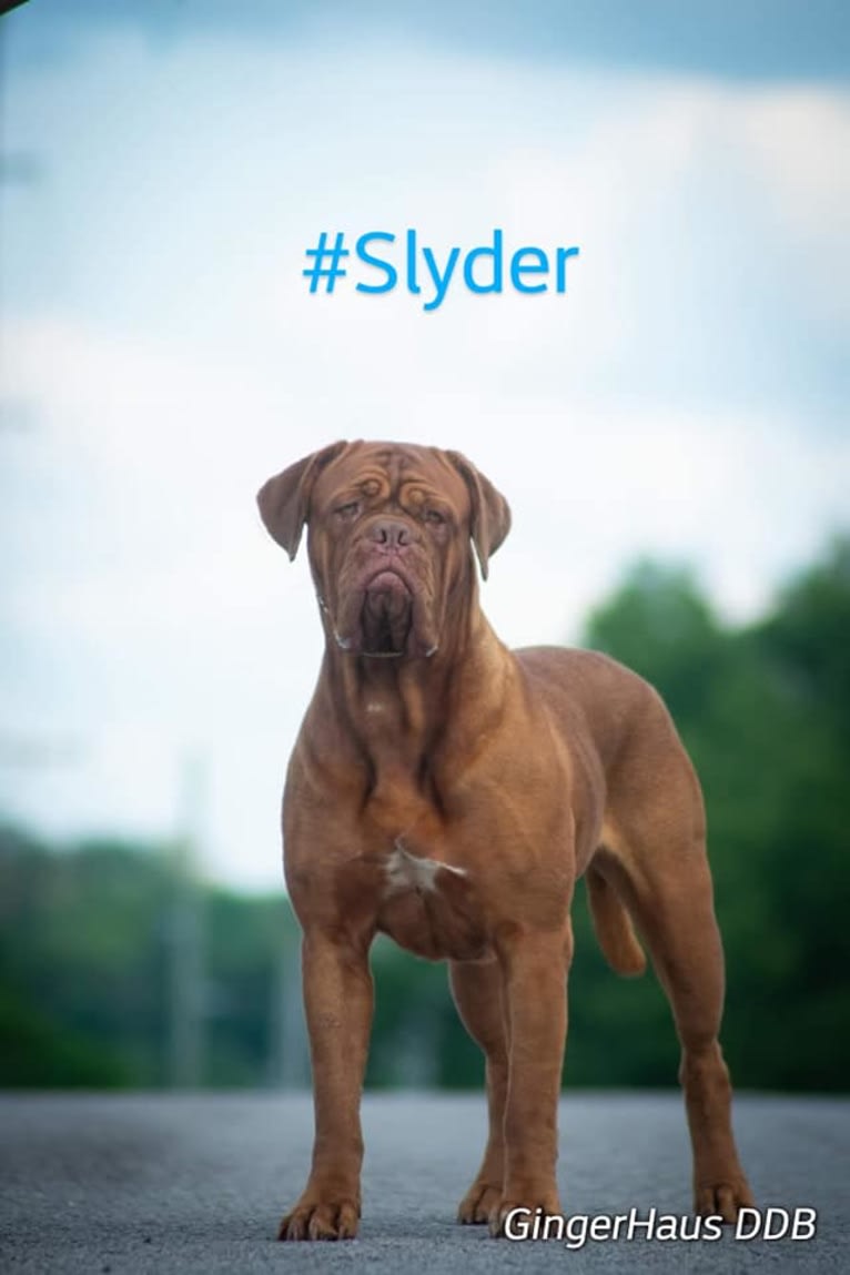 Slyder, a Dogue de Bordeaux tested with EmbarkVet.com