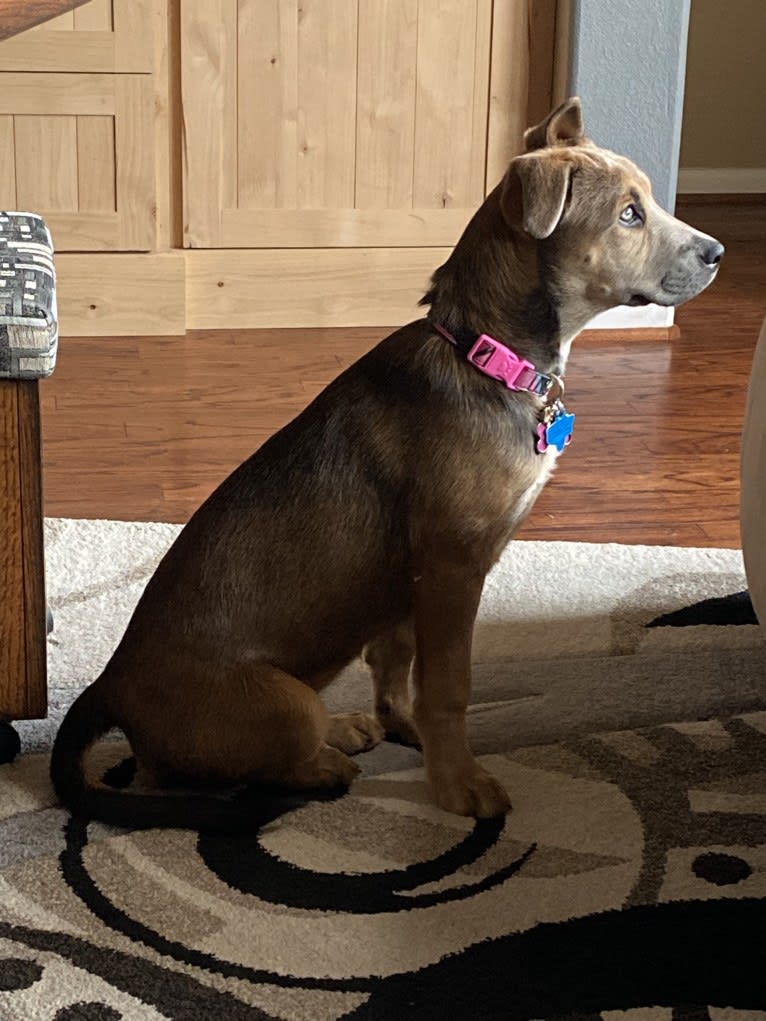 Coco, a German Shepherd Dog and Boxer mix tested with EmbarkVet.com