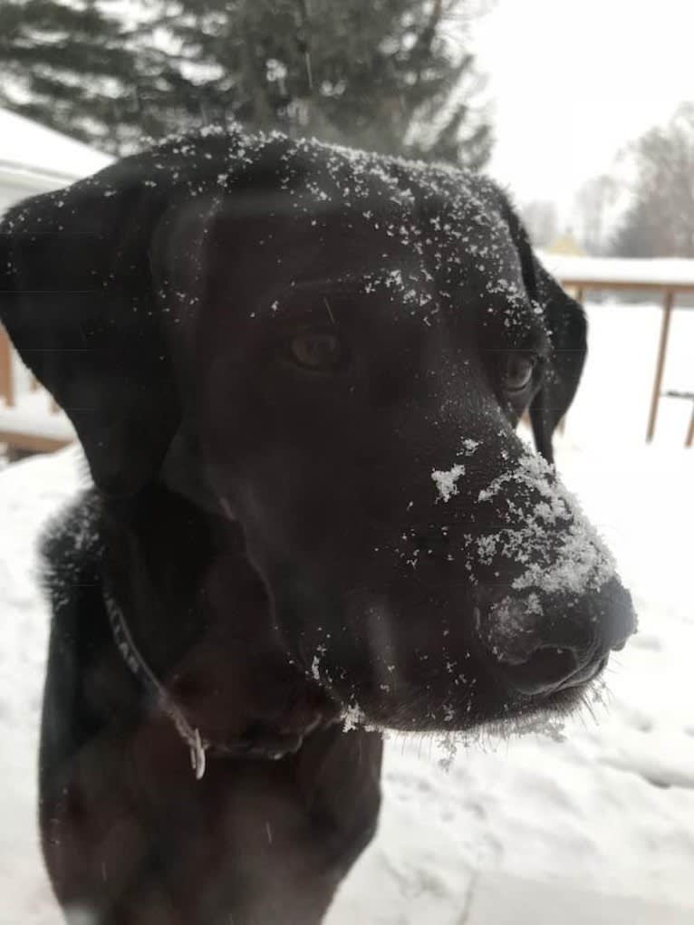 Bear, a German Shorthaired Pointer and Australian Cattle Dog mix tested with EmbarkVet.com