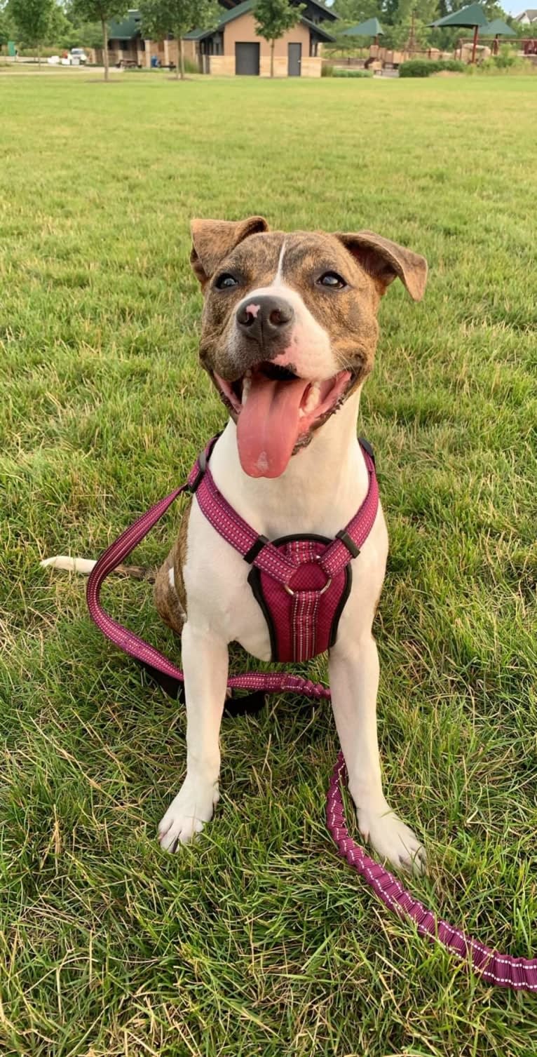 Zaylee, an American Pit Bull Terrier and American Staffordshire Terrier mix tested with EmbarkVet.com