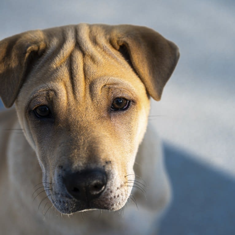 Delilah Pei, a Hong Kong Village Dog tested with EmbarkVet.com