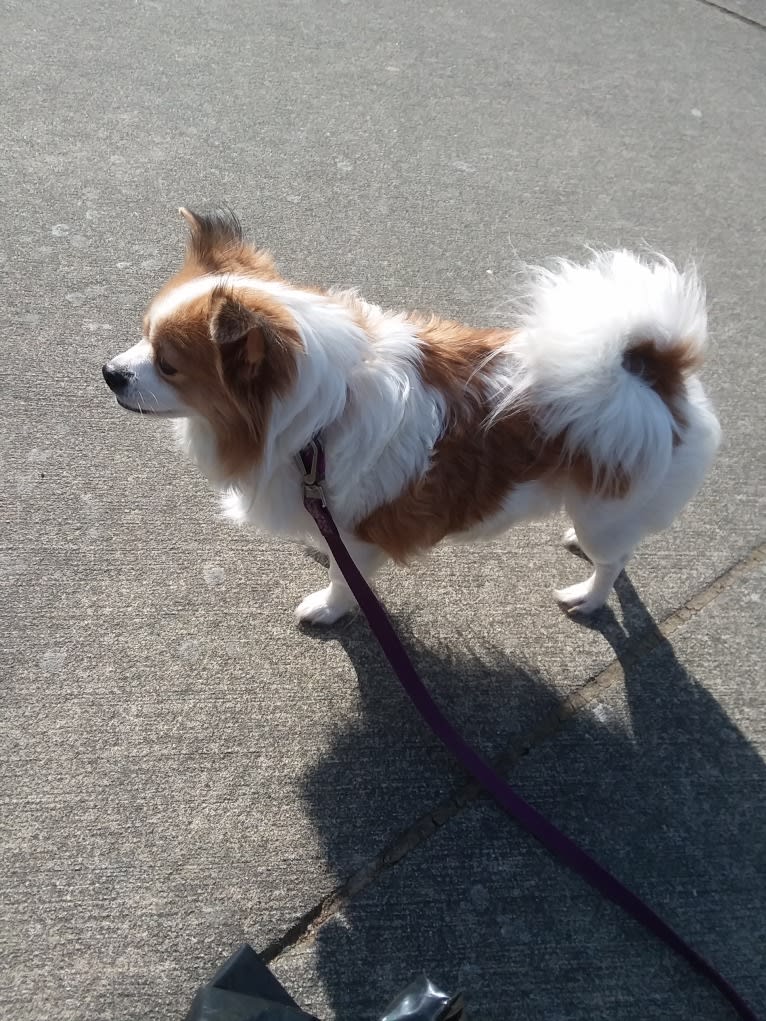 Photo of Dixie, a Pekingese, Chihuahua, Pomeranian, and Pug mix in Port Angeles, Washington, USA