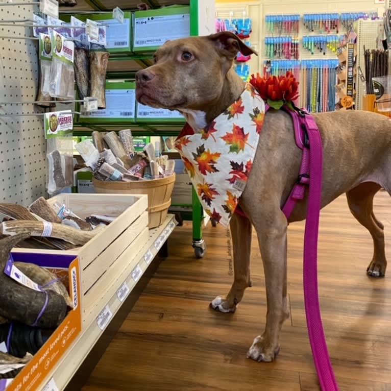 Blueberry, an American Pit Bull Terrier and American Staffordshire Terrier mix tested with EmbarkVet.com