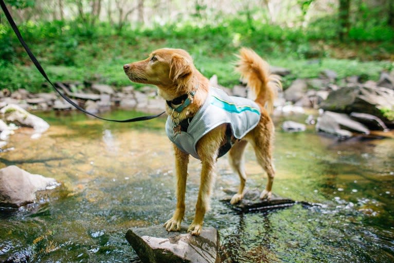 Tate, a Southeast Asian Village Dog tested with EmbarkVet.com