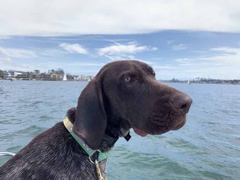 Otto, a German Shorthaired Pointer tested with EmbarkVet.com