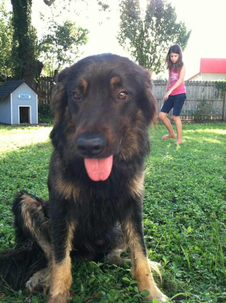 Cooper, a German Shepherd Dog and Golden Retriever mix tested with EmbarkVet.com