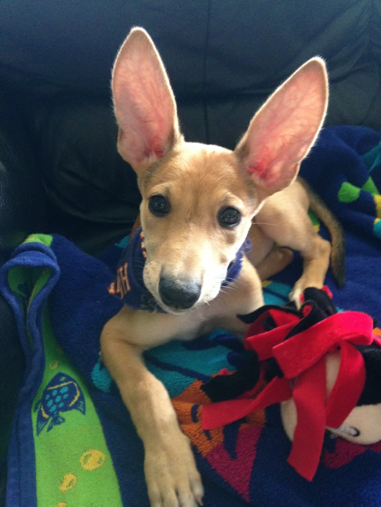 Banbury Cross Mochi, a Carolina Dog tested with EmbarkVet.com