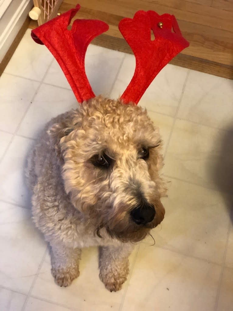 Bentley, a Soft Coated Wheaten Terrier tested with EmbarkVet.com