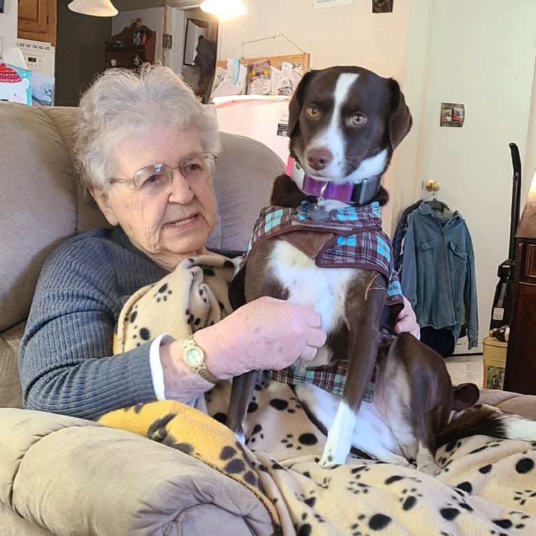 Hershey, a Chihuahua and Boxer mix tested with EmbarkVet.com