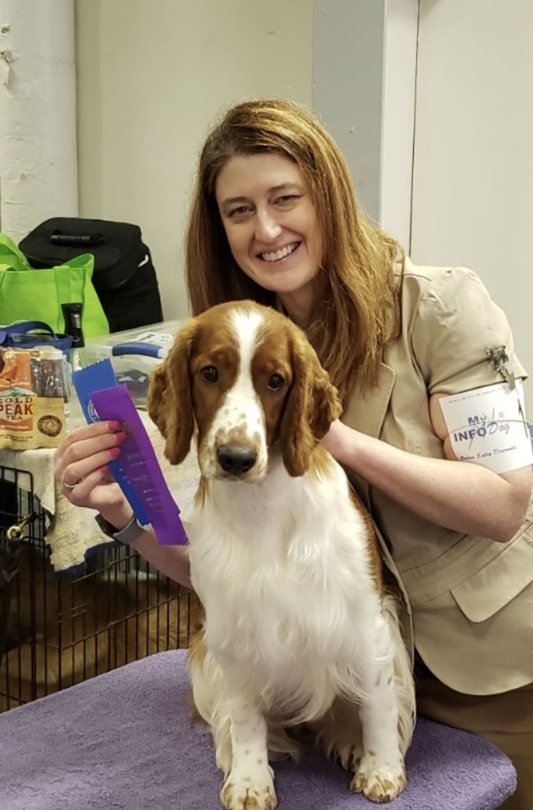 Poppy, a Welsh Springer Spaniel tested with EmbarkVet.com