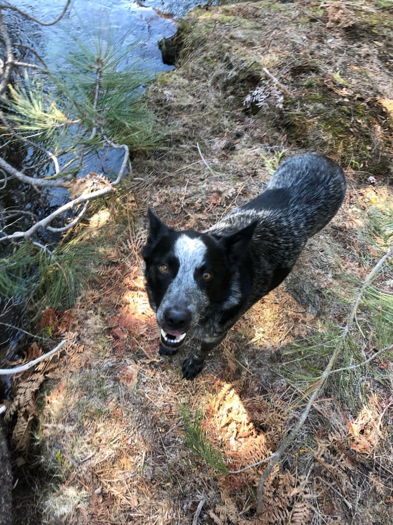 Bodie, an Australian Cattle Dog and Border Collie mix tested with EmbarkVet.com