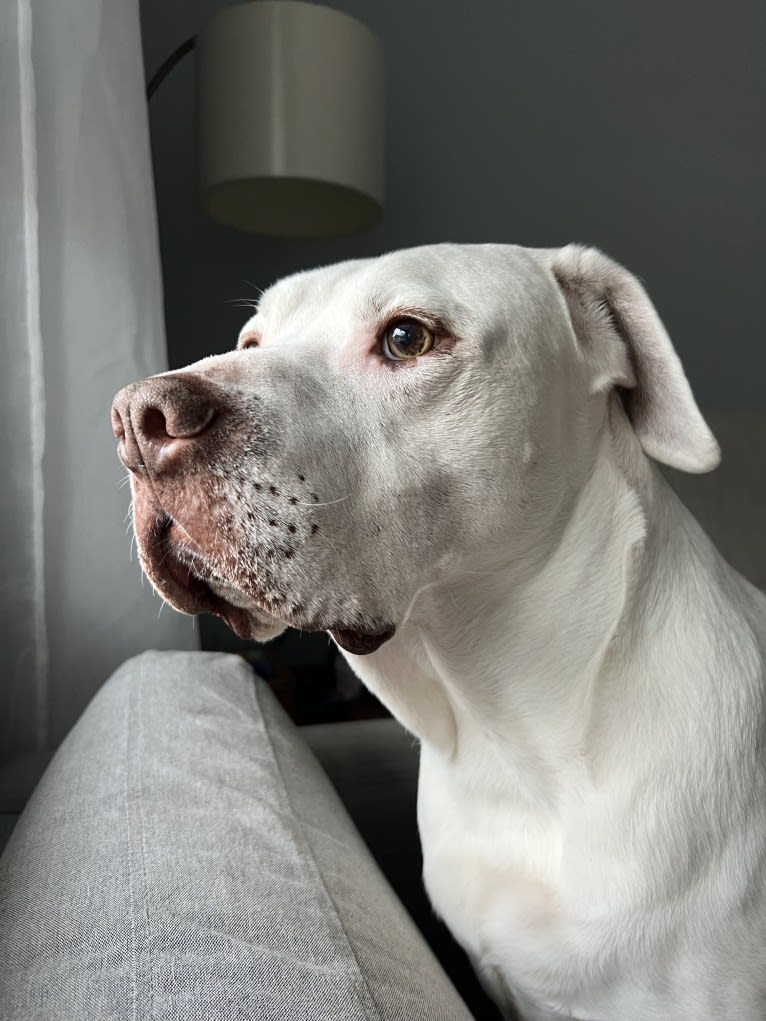 Murphy Lorenzo, an American Pit Bull Terrier and Brittany mix tested with EmbarkVet.com