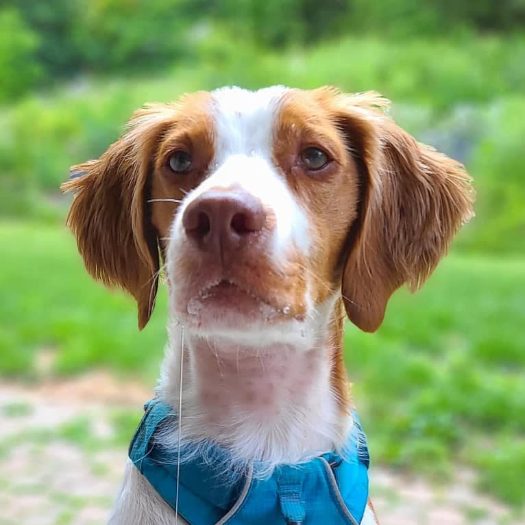 Oliver, a Brittany tested with EmbarkVet.com