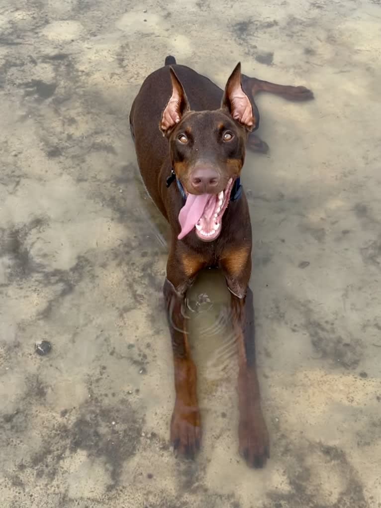 Axel Valor Rasberry, a Doberman Pinscher tested with EmbarkVet.com